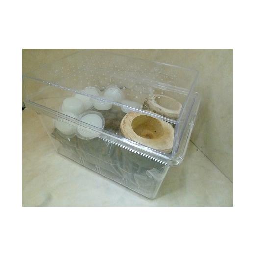 ふるさと納税 兵庫県 猪名川町 ギラファノコギリクワガタ成虫ペア飼育セット付き     商品情報    容量・ギラファノコギリクワガタ　90ミリ以上・各1匹・飼育セット（仕切り小ケース×1個、エサ皿×2個、昆虫ゼリー×10個、ココナッツマット×1袋）＊画像は参考です。発送期 G1409892675(14000円)