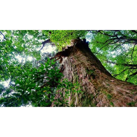 木工品・竹工品 鹿児島県 屋久島町 【木苺】 屋久杉Initialイニシャルキーホルダー　”I”