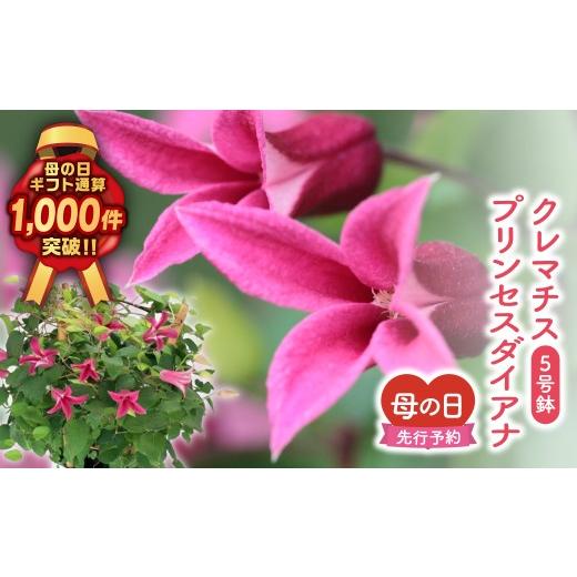 ふるさと納税 雑貨・日用品 花 福島県 田村市 ＼先行受付 令和8年5月10日の母の日お届け:5月6日(水) 決済完了分まで / クレマチス 「 プリンセスダイアナ 」…