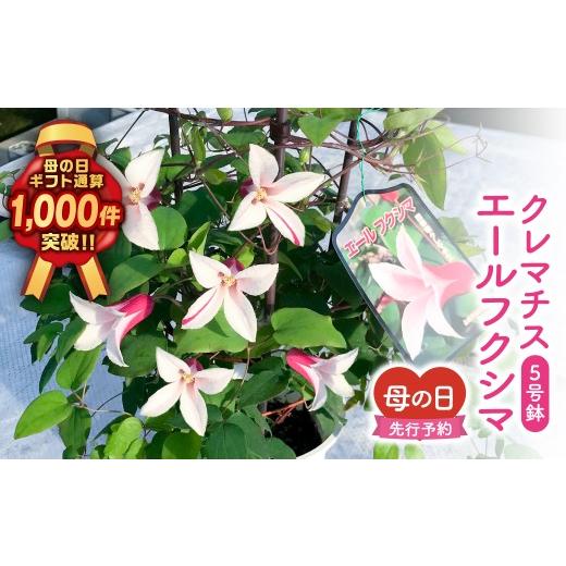ふるさと納税 雑貨・日用品 花 福島県 田村市 ＼先行受付 令和8年5月10日の母の日お届け:5月6日(水) 決済完了分まで / クレマチス 「 エールフクシマ 」 5号…