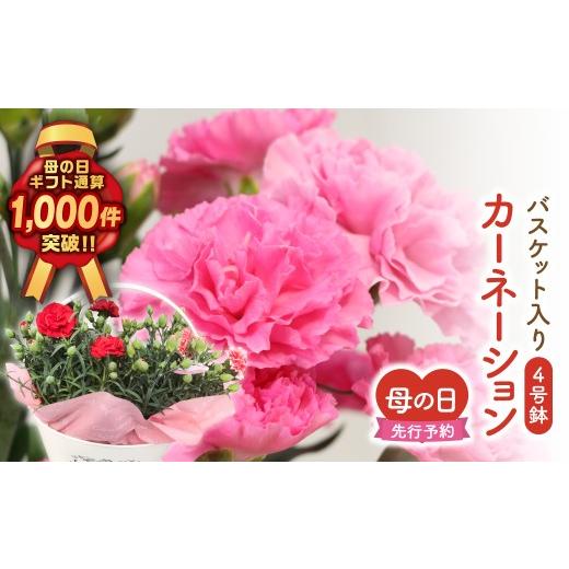 ふるさと納税 雑貨・日用品 花 福島県 田村市 ＼先行受付 令和8年5月10日の母の日お届け:5月6日(水) 決済完了分まで / カーネーション 2種「 4号鉢 バスケッ…