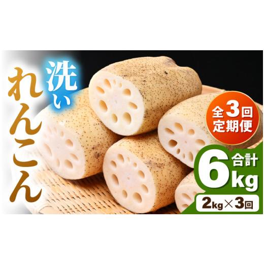 ふるさと納税 人参・大根・他根菜 福井県 あわら市 先行予約 定期便3回 洗いれんこん 2kg [発送直前に収穫してお届け ] シャキっとした歯触り / 有機肥料 …