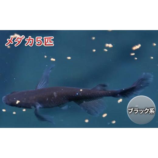 ふるさと納税 愛知県 愛西市 メダカ5匹（ブラック系） 