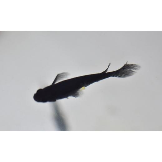 ふるさと納税 愛知県 愛西市 メダカ5匹（ブラック系） 