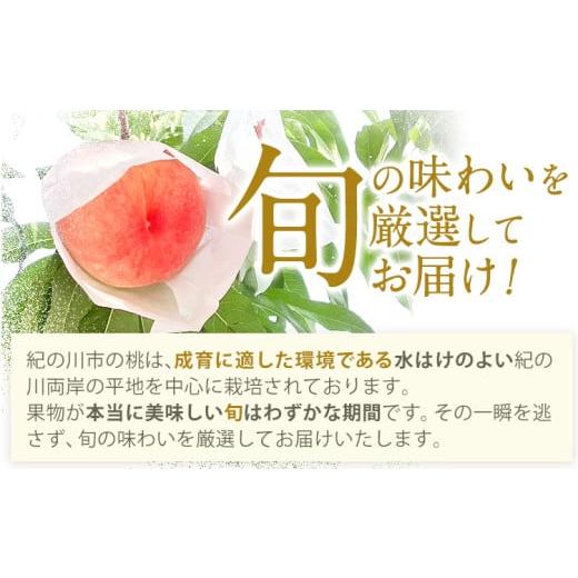 ふるさと納税 もも 和歌山県 紀の川市  2026年先行予約 贈答用 ／ 熨斗非対応 秀品 和歌山の桃 約2kg (6玉~8玉) m\u0026n果実園 配送不可地域あり 《6月中旬-7…の画像