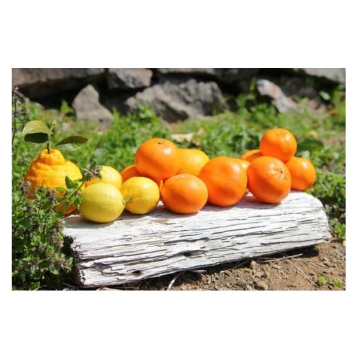 ふるさと納税 果物の詰合せ 和歌山県 湯浅町 ZS6009n_主井農園 季節のこだわり みのりセット 5kg