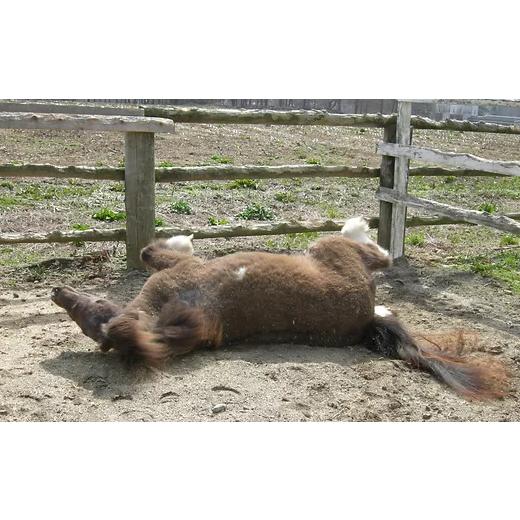 ふるさと納税 岩手県 滝沢市 蹄鉄と専用台のセット（鉄製 ゴールド）【馬っこパーク・いわて】 鉄製（ゴールド）｜furusatochoice｜08