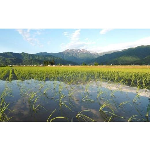 ふるさと納税 米 コシヒカリ 新潟県 南魚沼市  JAみなみ魚沼定期便 特別栽培米南魚沼産こしひかり「雪穂」（2kg×全6回）精米 農薬5割削減 精米HACCP認定工場 …の画像