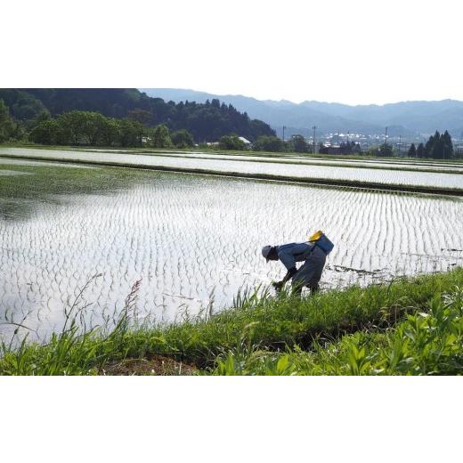 ふるさと納税 米 コシヒカリ 新潟県 南魚沼市  JAみなみ魚沼定期便 特別栽培米南魚沼産こしひかり「雪穂」（2kg×全6回）精米 農薬5割削減 精米HACCP認定工場 …の画像