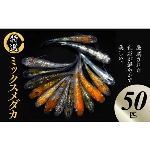 ふるさと納税 熊本県 宇土市 138-6 舞めだか生産 特選 「ミックスメダカ」 50匹 セット 選別 ミックス 多種多色 複数 種類 観賞魚 観賞用 飼育 生体 成魚 厳…