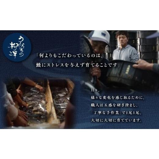 ふるさと納税 ウナギ 鹿児島県 大崎町 ウナギの柳澤 ウナギ蒲焼15尾 計2.55kg 鰻 国産ウナギ蒲焼き うな重 ひつまぶし 鰻 蒲焼 一般受け おすすめ 鹿児島県 大…