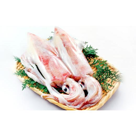 ふるさと納税 島根県 益田市 日本海の新鮮いか 500g[魚貝類 魚介類 イカ あおりいか やりいか 真いか 白いか 甲いか 旬なもの 新鮮 冷蔵]
