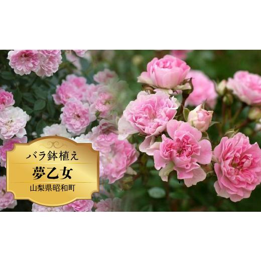 ふるさと納税 雑貨・日用品 花 山梨県 昭和町  2026年2月以降発送 バラ鉢植え「夢乙女」 SWBD006の画像