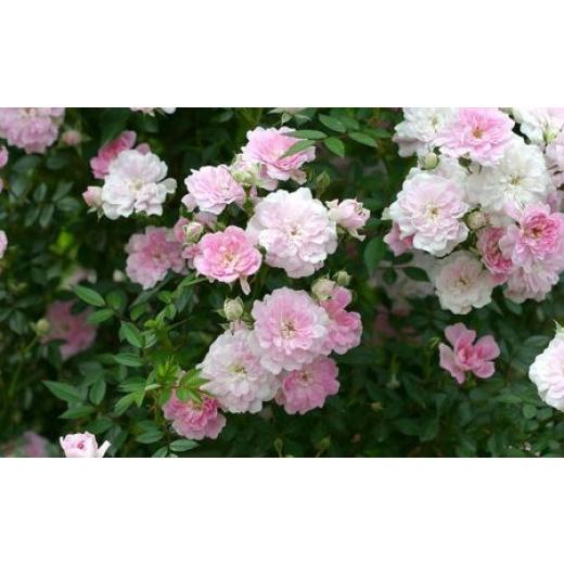 ふるさと納税 雑貨・日用品 花 山梨県 昭和町  2026年2月以降発送 バラ鉢植え「夢乙女」 SWBD006の画像