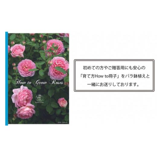 ふるさと納税 雑貨・日用品 花 山梨県 昭和町  2026年2月以降発送 バラ鉢植え「夢乙女」 SWBD006の画像