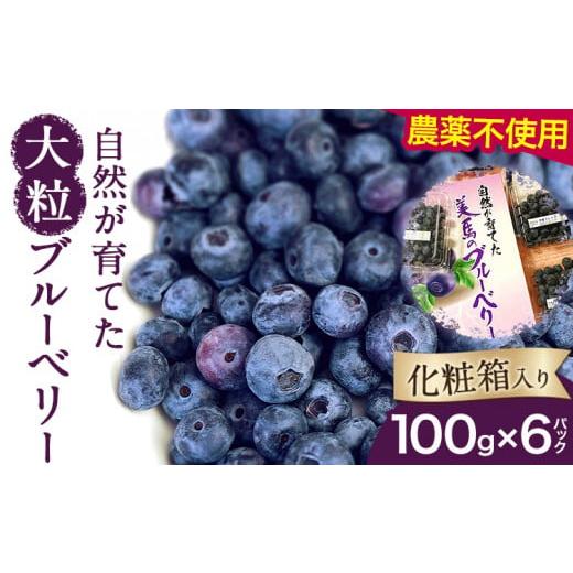 ふるさと納税 徳島県 美馬市 [先行予約]美馬の大粒ブルーベリー(100g×6パック) [6月上旬‐8月末出荷]ふるさと納税 ブルーベリー 徳島県 美馬市 果物 フ…