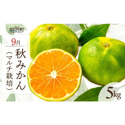 ふるさと納税 果物類 みかん 三重県 御浜町 9月の御浜柑橘 秋みかん 5キロ 先行予約 期間限定 果物 フルーツ みかん 極早生 極早生みかん 5kg マルチ栽培 三重…