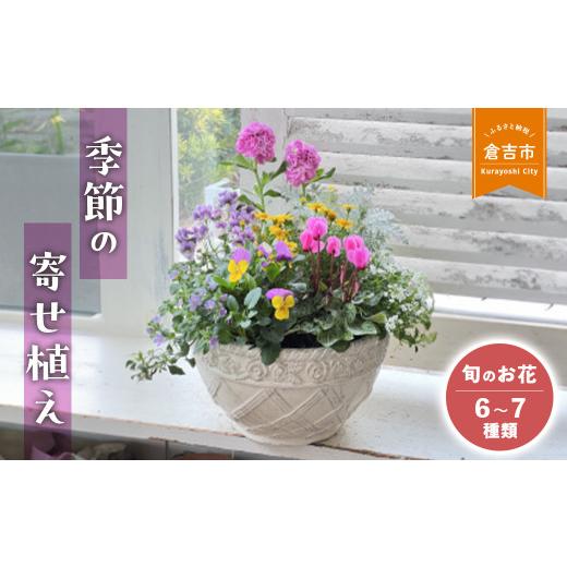 ふるさと納税 雑貨・日用品 花 鳥取県 倉吉市 母の日 季節の寄せ植え L (6~7種類)各月限定数量 Le Ciel お花 ギフト 花苗 苗 セット 寄せ植え 鉢植え 花壇…