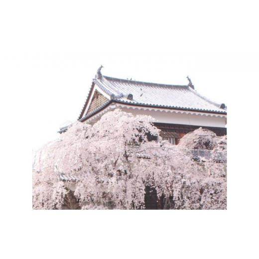 ふるさと納税 小物 ストール・マフラー 長野県 上田市 上田城の桜染め　上田紬ストール染物 絹100％ ピンク 桜色 No.5312-0551