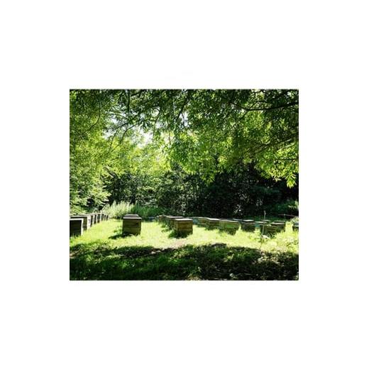 ふるさと納税 加工品等 はちみつ 北海道 訓子府町 北海道産天然はちみつ 菩提樹 1kg 1056690の画像