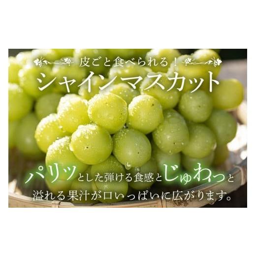 ふるさと納税 ぶどう マスカット 茨城県 石岡市  2026年 先行予約 シャインマスカット1.2kg 石田ぶどう園 2房 〜 3房 種なし ぶどう ブドウ 国産 果物 くだも…_2