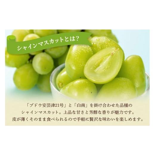 ふるさと納税 ぶどう マスカット 茨城県 石岡市  2026年 先行予約 シャインマスカット1.2kg 石田ぶどう園 2房 〜 3房 種なし ぶどう ブドウ 国産 果物 くだも…_3