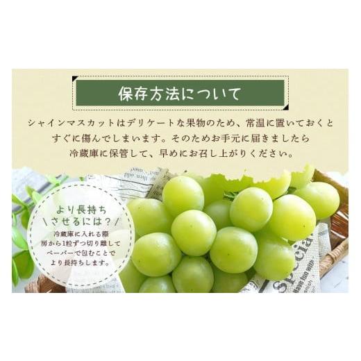 ふるさと納税 ぶどう マスカット 茨城県 石岡市  2026年 先行予約 シャインマスカット1.2kg 石田ぶどう園 2房 〜 3房 種なし ぶどう ブドウ 国産 果物 くだも…_4