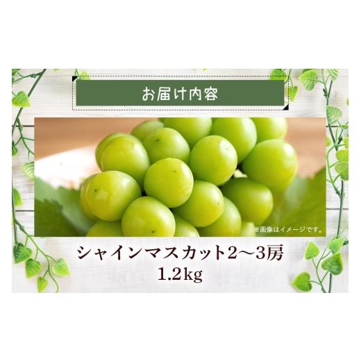 ふるさと納税 ぶどう マスカット 茨城県 石岡市  2026年 先行予約 シャインマスカット1.2kg 石田ぶどう園 2房 〜 3房 種なし ぶどう ブドウ 国産 果物 くだも…_5