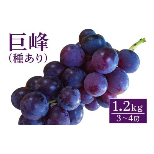ふるさと納税 ぶどう 巨峰 茨城県 石岡市 2026年 先行予約 巨峰 1.2kg ( 種あり ) 開田ぶどう園 3房 〜 4房 ぶどう ブドウ 国産 果物 くだもの 葡萄 フルーツ…