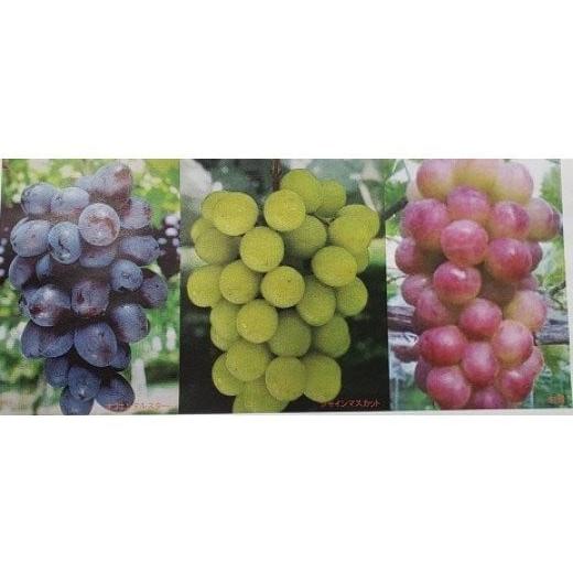 ふるさと納税 茨城県 石岡市 (G165)おまかせ種なし葡萄3種詰め合わせ2kg(開田ぶどう園)