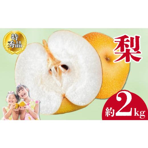 ふるさと納税 梨 香川県 丸亀市 2026年8月中旬より順次発送 特秀品 丸亀育ちの「梨」約2kg 梨 ナシ なし 果実 果物 フルーツ 旬のフルーツ フルーツギフト 人…