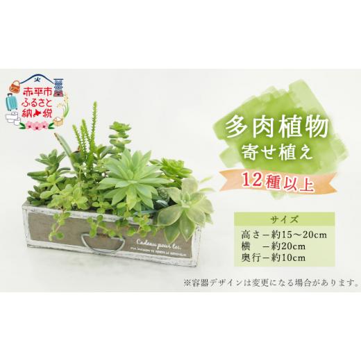ふるさと納税 北海道 赤平市 多肉植物寄せ植え 12種以上｜furusatochoice｜02