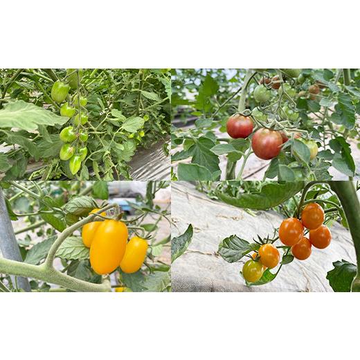 ふるさと納税 野菜類 トマト 岩手県 八幡平市  2026年7月上旬発送開始予定 岩手県産 こだわり カラフルミニトマト 1.3kg （6種類以上をお届け） ／ ミニ とま…_3