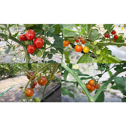 ふるさと納税 野菜類 トマト 岩手県 八幡平市  2026年7月上旬発送開始予定 岩手県産 こだわり カラフルミニトマト 1.3kg （6種類以上をお届け） ／ ミニ とま…_4