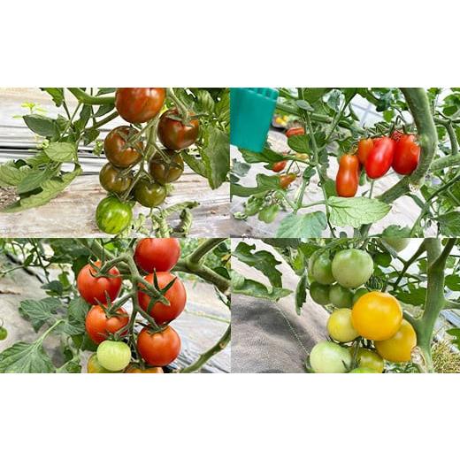ふるさと納税 野菜類 トマト 岩手県 八幡平市  2026年7月上旬発送開始予定 岩手県産 こだわり カラフルミニトマト 1.3kg （6種類以上をお届け） ／ ミニ とま…_5