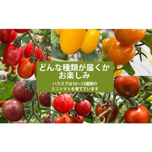 ふるさと納税 野菜類 トマト 岩手県 八幡平市  2026年7月上旬発送開始予定 岩手県産 こだわり カラフルミニトマト 1.3kg （6種類以上をお届け） ／ ミニ とま…_6
