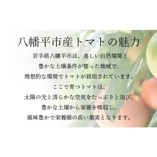 ふるさと納税 野菜類 トマト 岩手県 八幡平市  2026年7月上旬発送開始予定 岩手県産 こだわり カラフルミニトマト 1.3kg （6種類以上をお届け） ／ ミニ とま…_7
