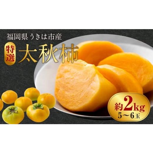 ふるさと納税 果物類 柿 福岡県 うきは市 先行予約 西見柿農園 特選太秋柿 5玉から6玉 (約2kg) 贈答用 ギフト 2026年11月上旬-12月上旬発送予定 完熟柿 柿 …