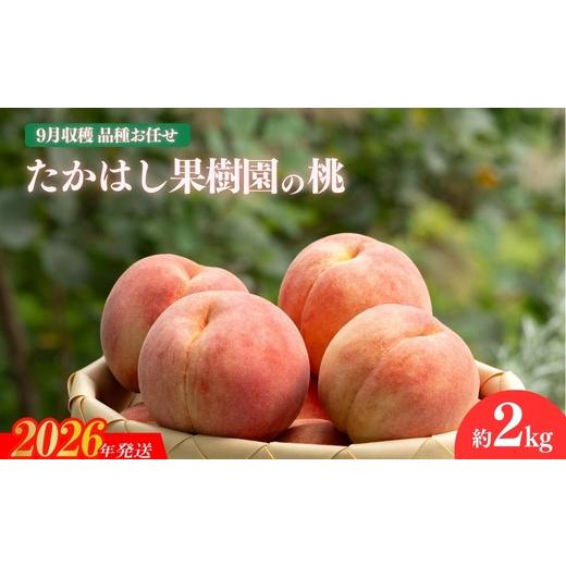 ふるさと納税 もも 福島県 福島市 No.1817たかはし果樹園の桃 9月収穫約2kg 2026年発送 先行予約の画像