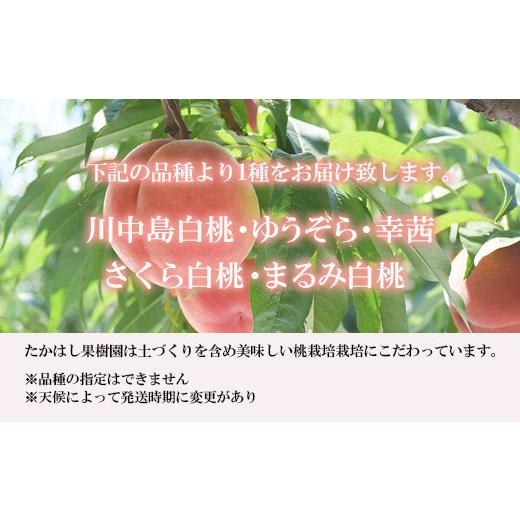 ふるさと納税 もも 福島県 福島市 No.1817たかはし果樹園の桃 9月収穫約2kg 2026年発送 先行予約の画像