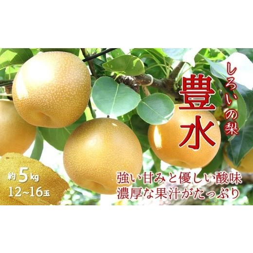 ふるさと納税 梨 千葉県 白井市  2026年秋収穫分 豊水 梨 5kg 12〜16玉 しろいの梨 予約受付 白井中央梨選果場組合_1