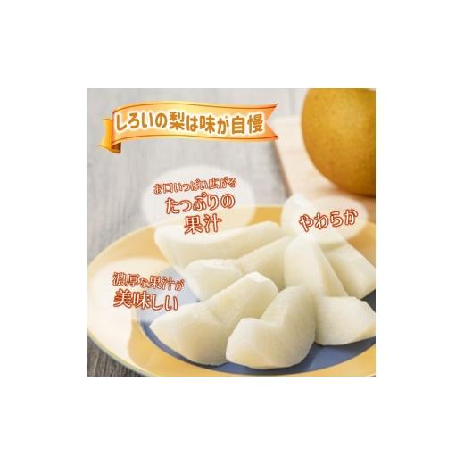 ふるさと納税 梨 千葉県 白井市  2026年秋収穫分 豊水 梨 5kg 12〜16玉 しろいの梨 予約受付 白井中央梨選果場組合_3