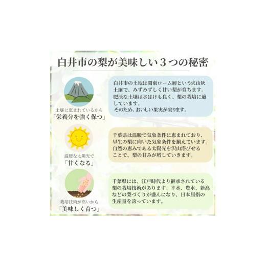 ふるさと納税 梨 千葉県 白井市  2026年秋収穫分 豊水 梨 5kg 12〜16玉 しろいの梨 予約受付 白井中央梨選果場組合_4