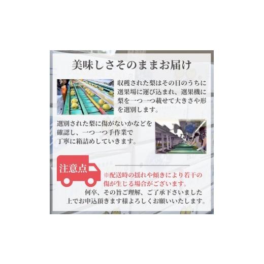 ふるさと納税 梨 千葉県 白井市  2026年秋収穫分 豊水 梨 5kg 12〜16玉 しろいの梨 予約受付 白井中央梨選果場組合_5