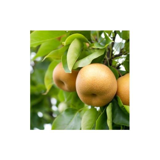 ふるさと納税 梨 鳥取県 若桜町 208-W8. 先行予約 秋栄(あきばえ) 3kg