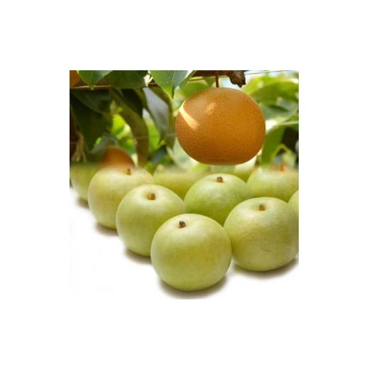 ふるさと納税 梨 鳥取県 若桜町 204-W4. 先行予約 二十世紀梨と新甘泉のセット 3kg