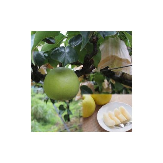 ふるさと納税 梨 鳥取県 若桜町 202-W2. 先行予約 二十世紀梨 特選3kg