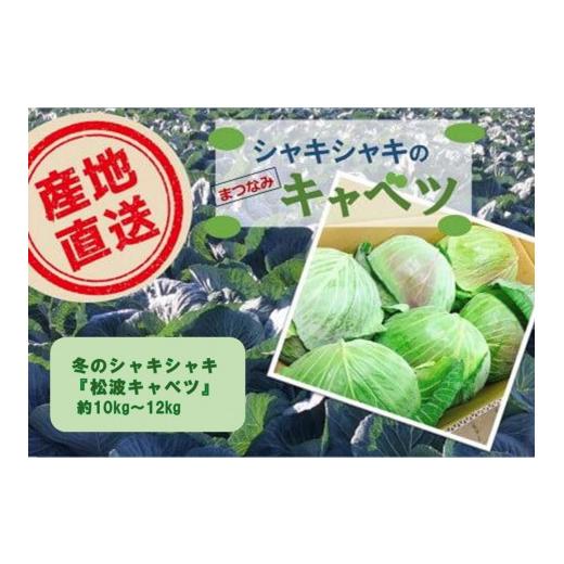 ふるさと納税 野菜類 大阪府 貝塚市 先行予約 大阪泉州特産 冬のシャキシャキ『松波キャベツ』 | 貝塚市 キャベツ きゃべつ 産地直送 泉州野菜 冬キャベツ お…