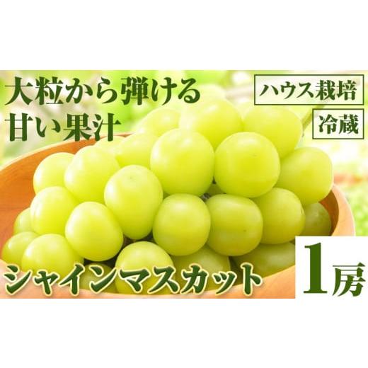 ふるさと納税 ぶどう マスカット 岡山県 笠岡市 先行予約 シャインマスカット 1房(ハウス栽培)[2026年8月上旬-8月中旬頃出荷]岡山県 笠岡市 石丸葡萄農園…