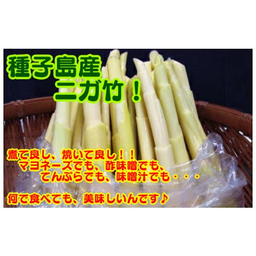 ふるさと納税 野菜類 山菜 鹿児島県 西之表市  5月〜6月 先行予約 種子島 産 ニガダケ (根本部分と先部分) 計 4kg NFN497 475pt 筍 美味しい タケノコ 春 特…の画像